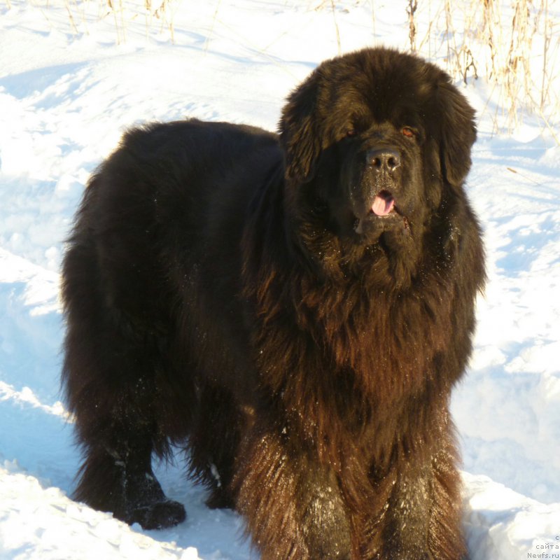 Фото: ньюфаундленд Super Premium Lya Mezon (Супер Премиум Ля Мезон)