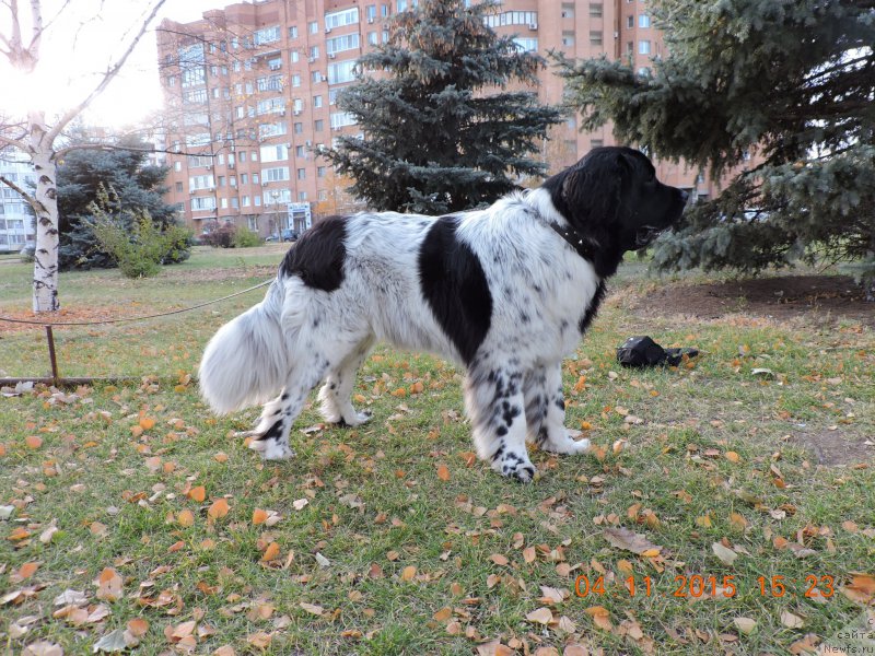 Фото: ньюфаундленд Skazochnaya Kroha SHampan' (Сказочная Кроха Шампань)