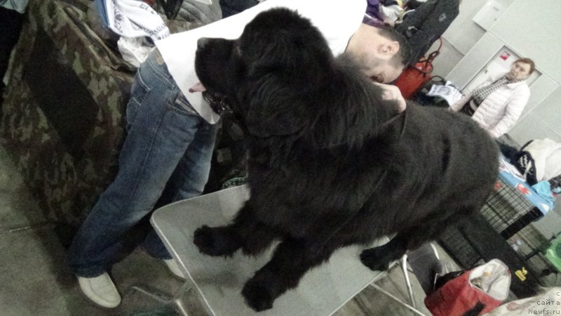 Фото: ньюфаундленд Sent Djons Optimus Prime (Сент Джонс Оптимус Прайм)