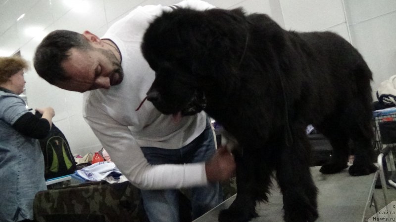 Фото: ньюфаундленд Sent Djons Optimus Prime (Сент Джонс Оптимус Прайм), Vladimir Pahnyuk (Владимир Пахнюк)