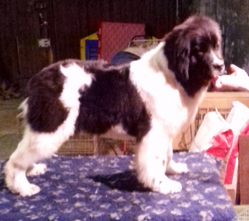 Фото: ньюфаундленд Kiss Princess Dreamblack