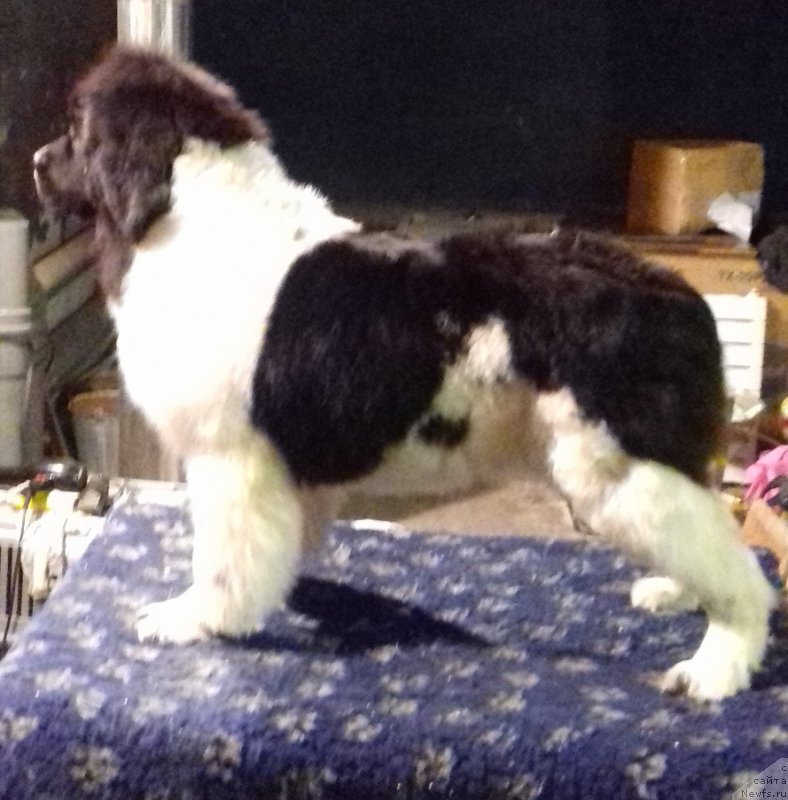 Фото: ньюфаундленд Kiss Princess Dreamblack