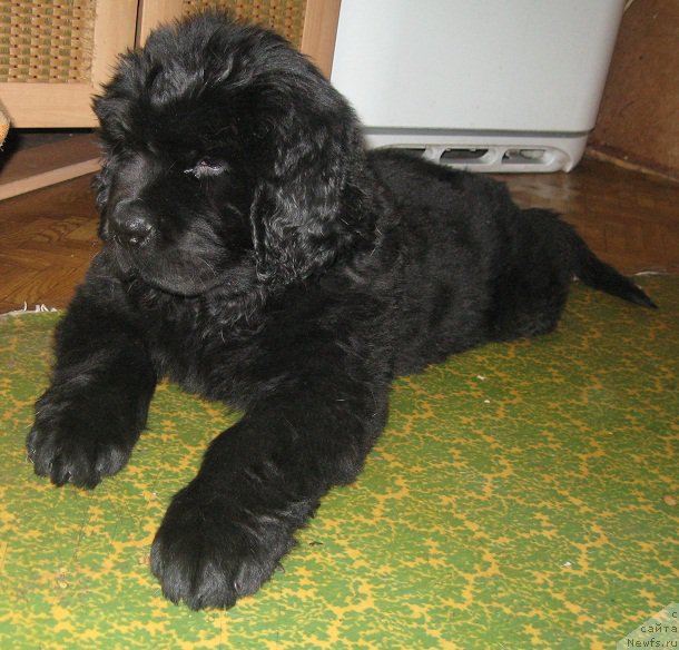 Фотография № 195191