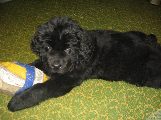 Фотография № 195192