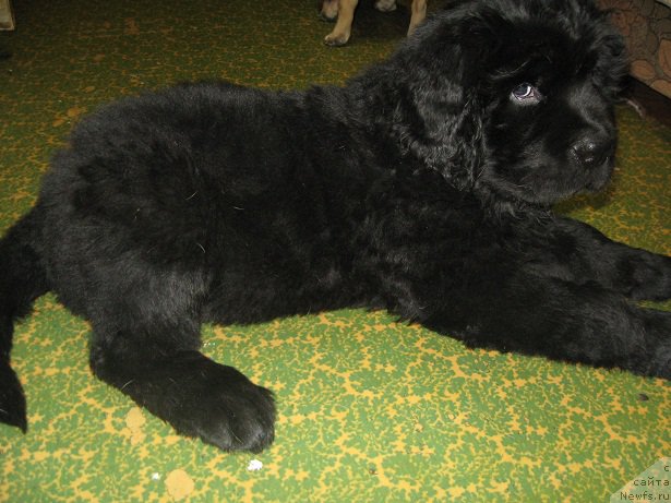 Фотография № 195193