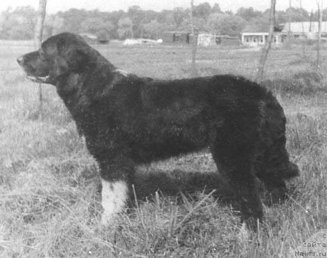 Фото: ньюфаундленд Ungara Pat (Унгара Пат)