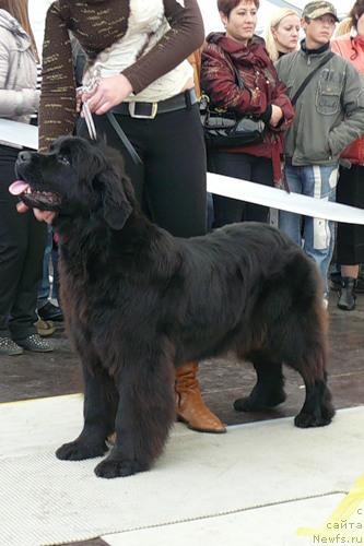 Фото: ньюфаундленд Glendzhoah Ekso (Гленджоан Эксо)