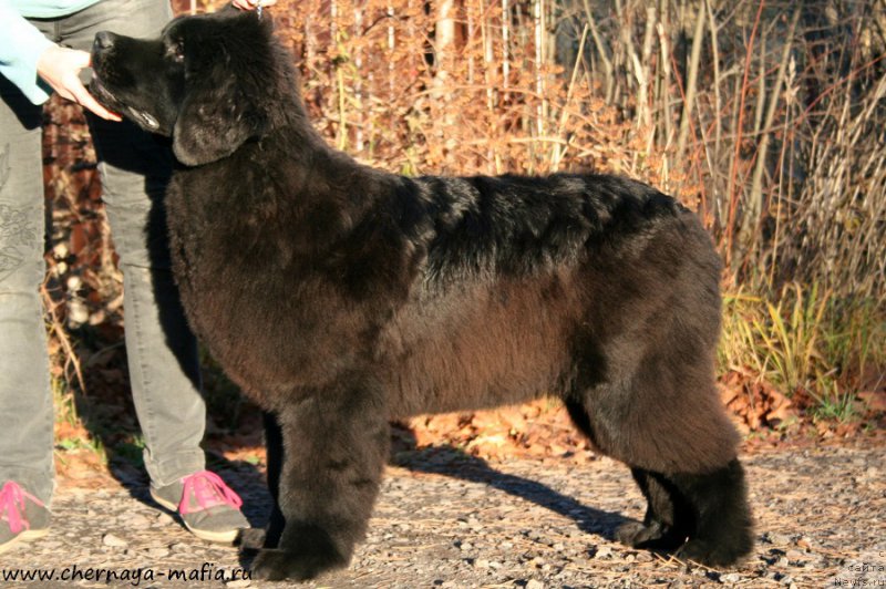 Фото: ньюфаундленд Aristokraticheskaya SHtuchka (Аристократическая Штучка)