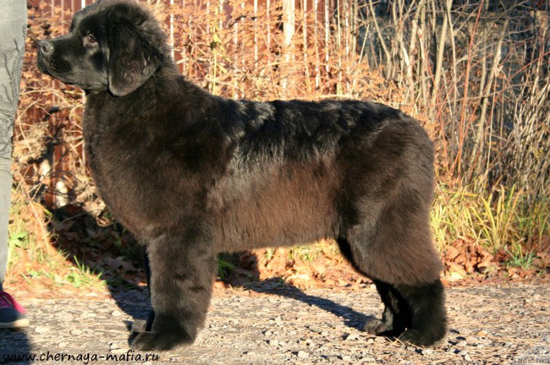 Фотография № 195208