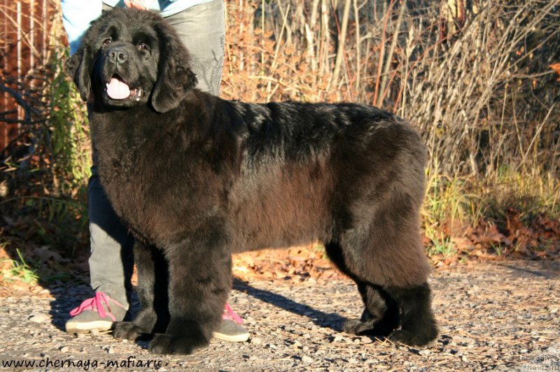 Фото: ньюфаундленд Aristokraticheskaya SHtuchka (Аристократическая Штучка)