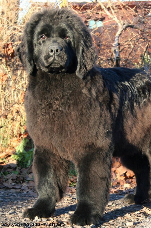 Фото: ньюфаундленд Aristokraticheskaya SHtuchka (Аристократическая Штучка)
