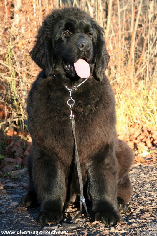 Фото: ньюфаундленд Aristokraticheskaya SHtuchka (Аристократическая Штучка)