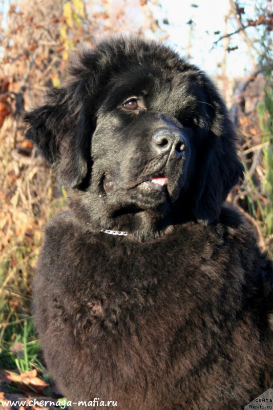 Фото: ньюфаундленд Aristokraticheskaya SHtuchka (Аристократическая Штучка)