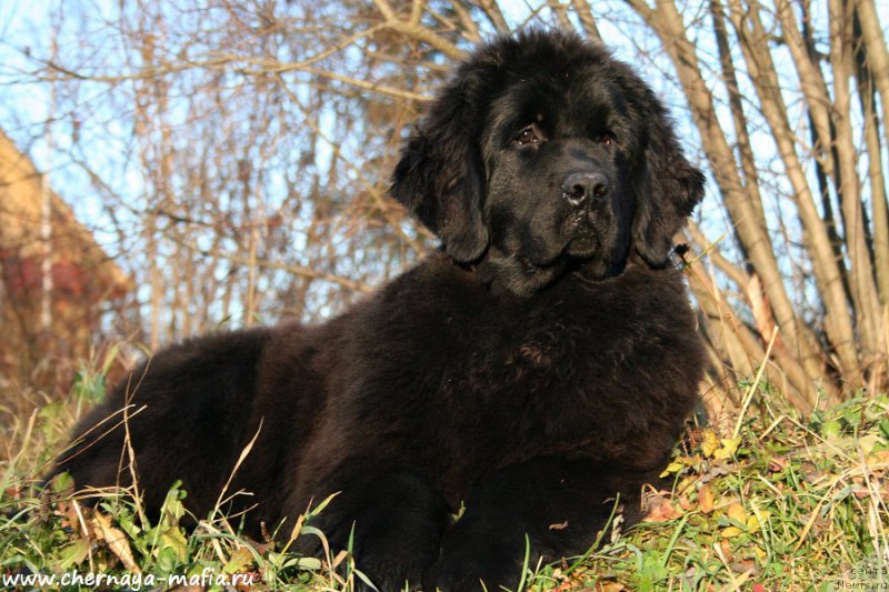 Фото: ньюфаундленд Aristokraticheskaya SHtuchka (Аристократическая Штучка)
