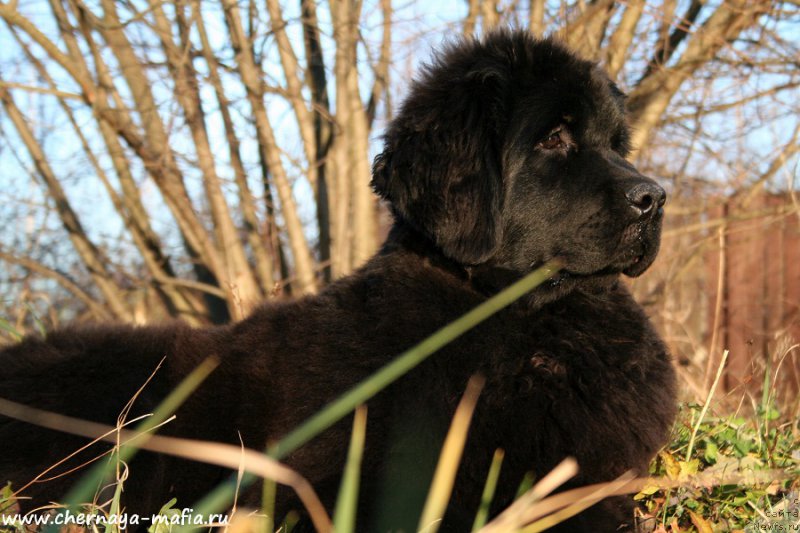 Фото: ньюфаундленд Aristokraticheskaya SHtuchka (Аристократическая Штучка)