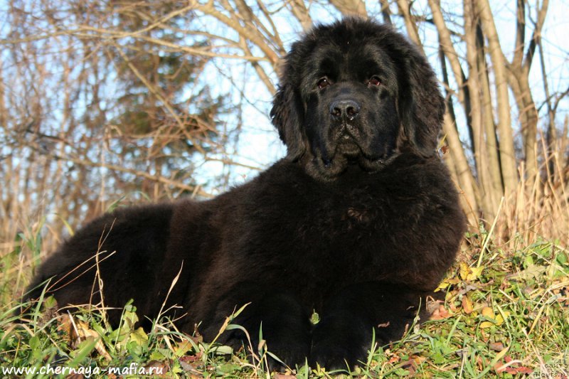 Фото: ньюфаундленд Aristokraticheskaya SHtuchka (Аристократическая Штучка)