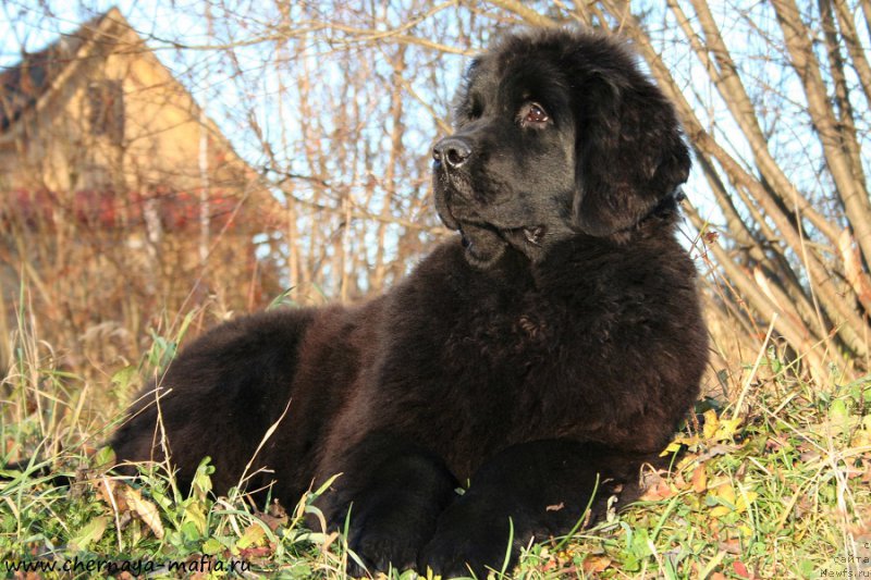 Фотография № 195216