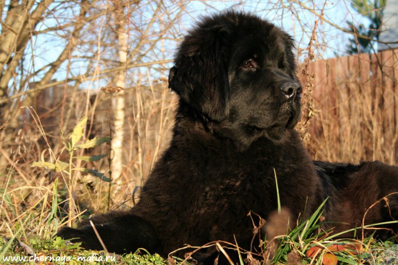 Фотография № 195217