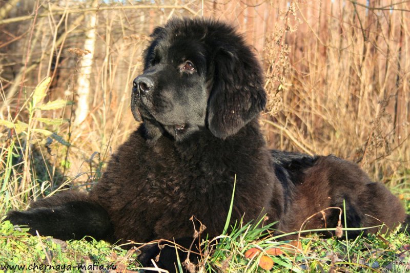 Фотография № 195218