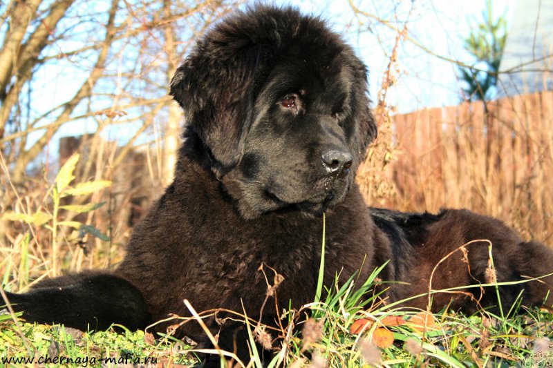 Фотография № 195219