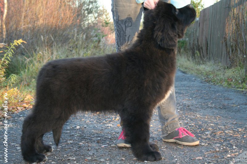 Фотография № 195222