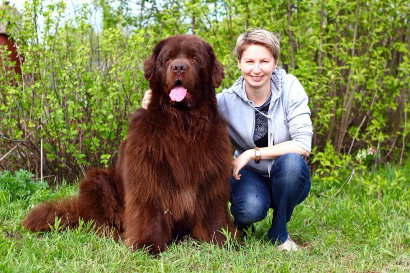 Фото: ньюфаундленд Lesnaja Skazka Korolevskiy Medved (Лесная Сказка Королевский Медведь), Иринка