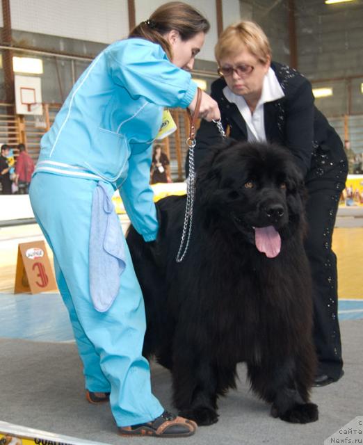 Фото: ньюфаундленд Ygan s Toyanova Gorodka (Юган с Тоянова Городка)