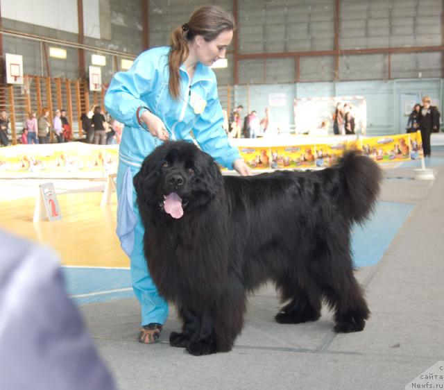 Фото: ньюфаундленд Ygan s Toyanova Gorodka (Юган с Тоянова Городка)