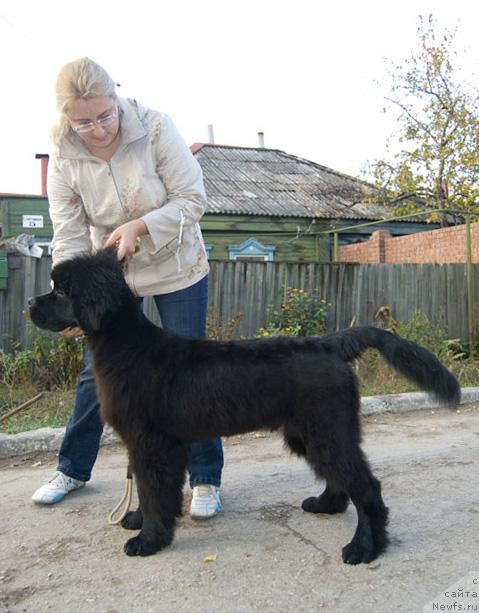 Фото: ньюфаундленд Super Premium Vashington (Супер Премиум Вашингтон)