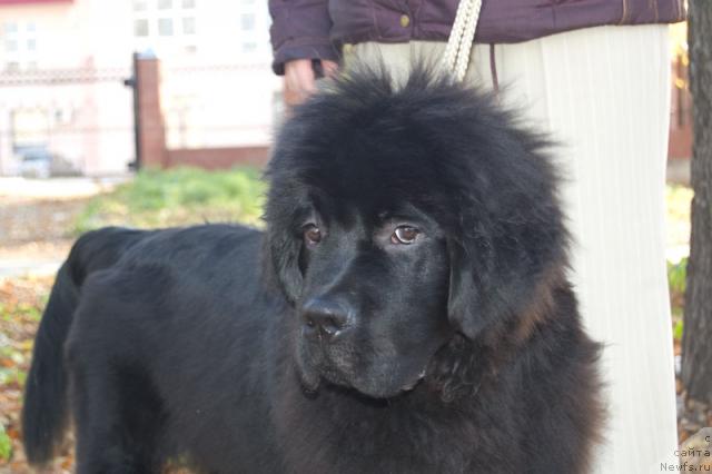 Фото: ньюфаундленд Super Premium Vashington (Супер Премиум Вашингтон)