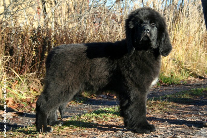 Фото: ньюфаундленд Chernaya Mafia Аlluring Prospect (Черная Мафия Аллуринг Проспект)