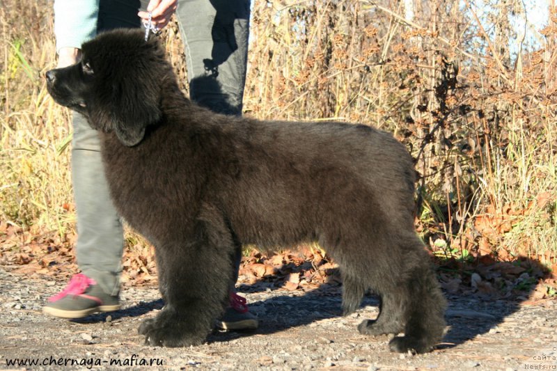 Фото: ньюфаундленд Chernaya Mafia Аll Rights Reserved (Черная Мафия Алл Ригхтс Ресервед)