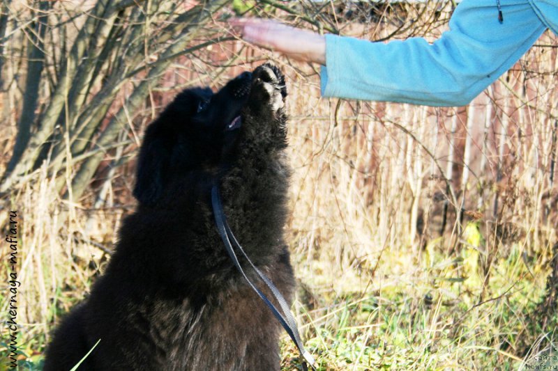Фото: ньюфаундленд Chernaya Mafia Аll Rights Reserved (Черная Мафия Алл Ригхтс Ресервед)