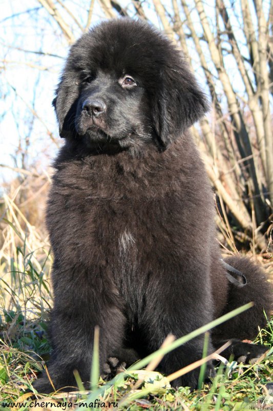 Фото: ньюфаундленд Chernaya Mafia Аll Rights Reserved (Черная Мафия Алл Ригхтс Ресервед)