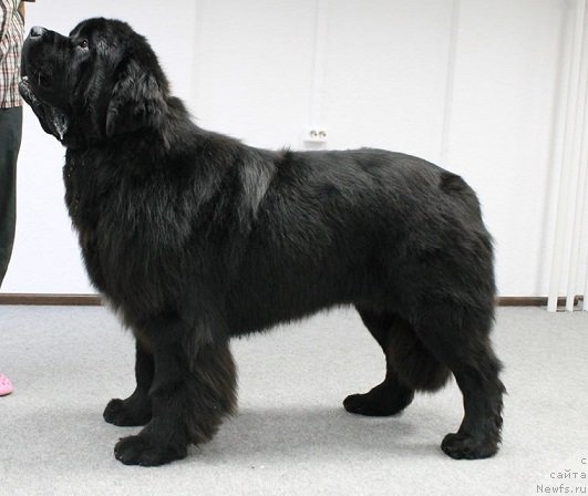 Фотография № 195289