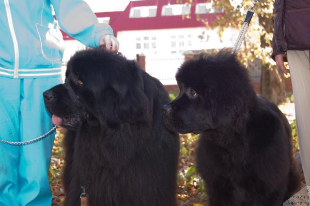 Фото: ньюфаундленд Ygan s Toyanova Gorodka (Юган с Тоянова Городка), ньюфаундленд Super Premium Vashington (Супер Премиум Вашингтон)