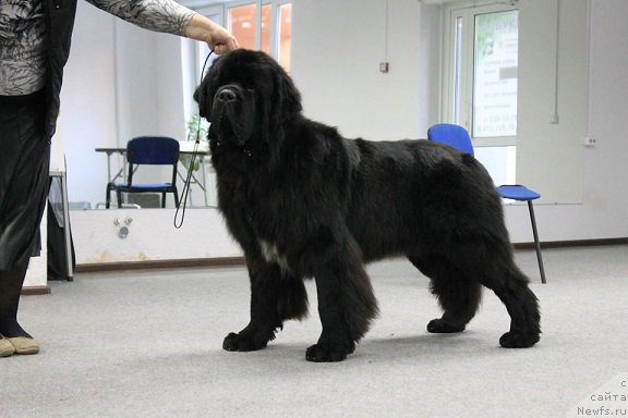 Фотография № 195290