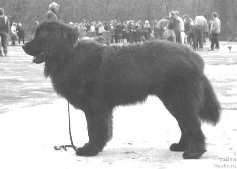 Фото: ньюфаундленд YAnus (Янус)