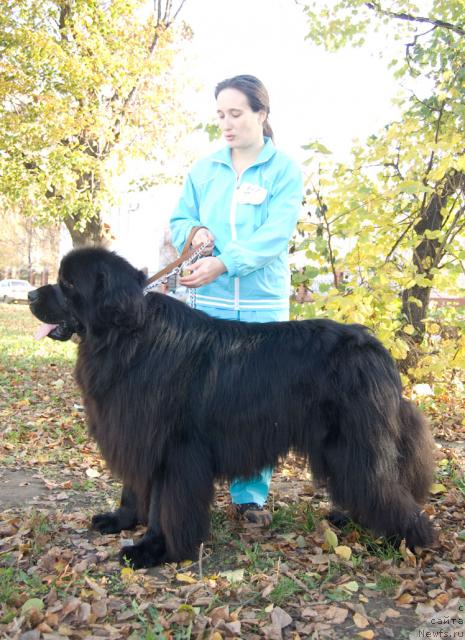 Фото: ньюфаундленд Ygan s Toyanova Gorodka (Юган с Тоянова Городка)