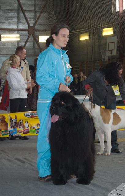 Фото: ньюфаундленд Ygan s Toyanova Gorodka (Юган с Тоянова Городка)