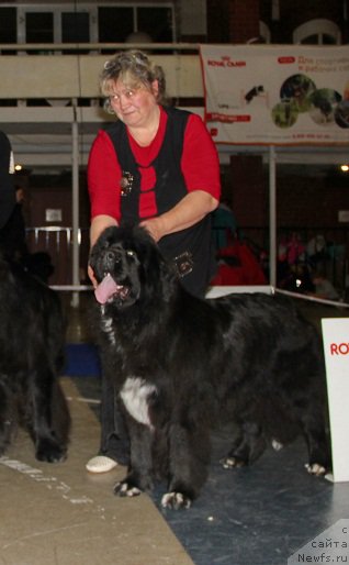 Фото: ньюфаундленд N'yufort Azet Abayya (Ньюфорт Азет Абайя)