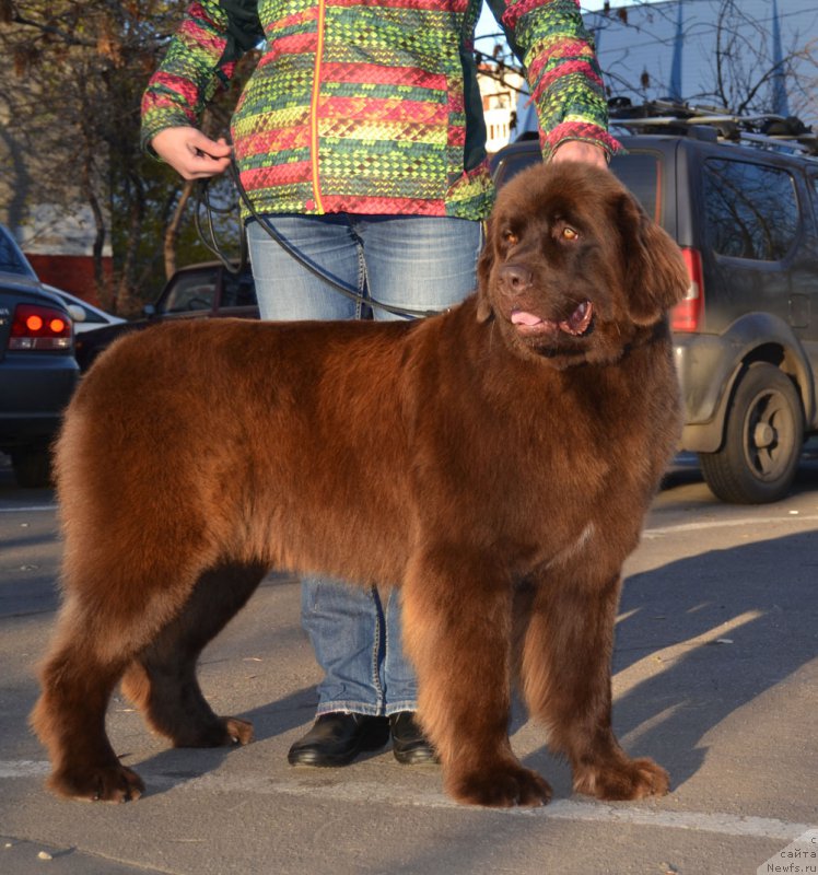 Фото: ньюфаундленд Brownblood MSK Hrica Hacket Ollen (Браунблад МСК Хриса Хаккет Оллен)