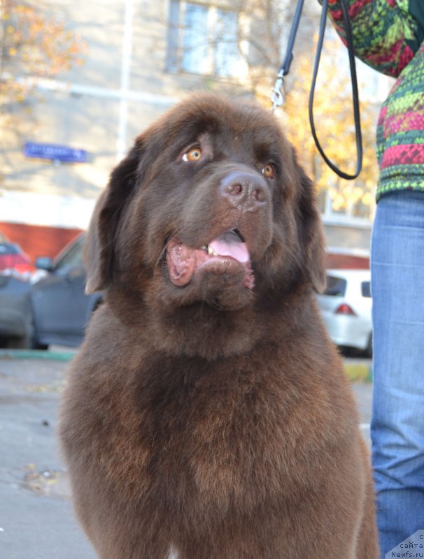 Фото: ньюфаундленд Brownblood MSK Hrica Hacket Ollen (Браунблад МСК Хриса Хаккет Оллен)