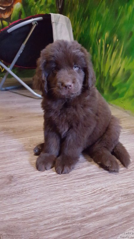 Фото: ньюфаундленд Cherniy Balu Zlatogor (Черный Балу Златогор)