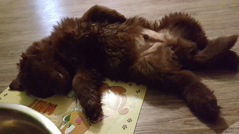 Фото: ньюфаундленд Cherniy Balu Zlatogor (Черный Балу Златогор)