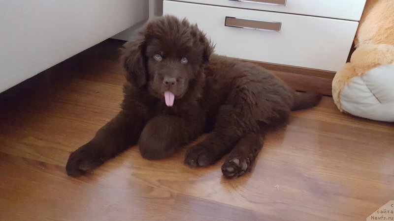 Фото: ньюфаундленд Cherniy Balu Zlatogor (Черный Балу Златогор)