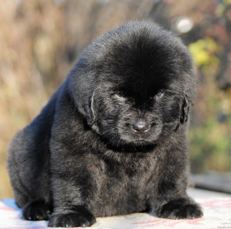 Фотография № 195336