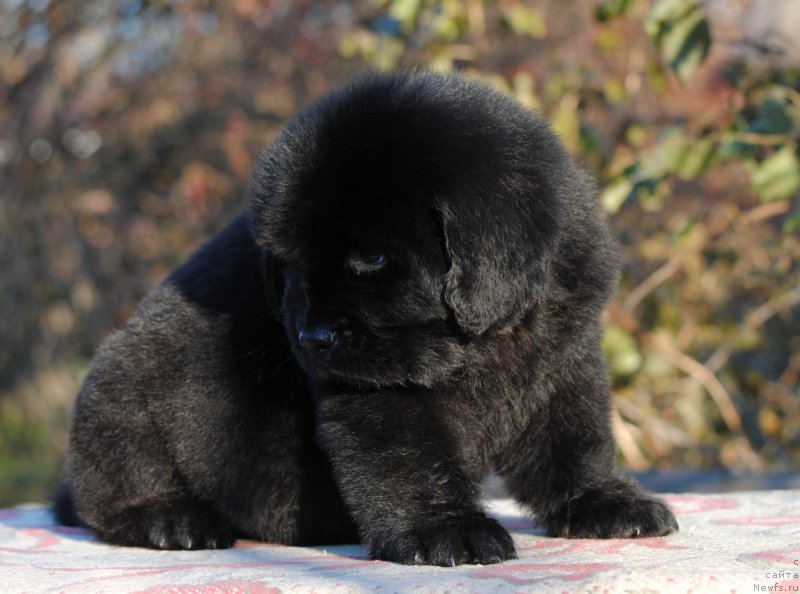 Фотография № 195340