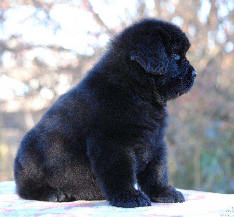 Фотография № 195341