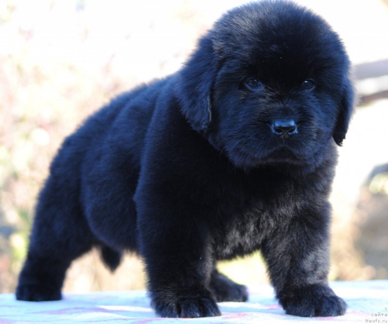 Фотография № 195343